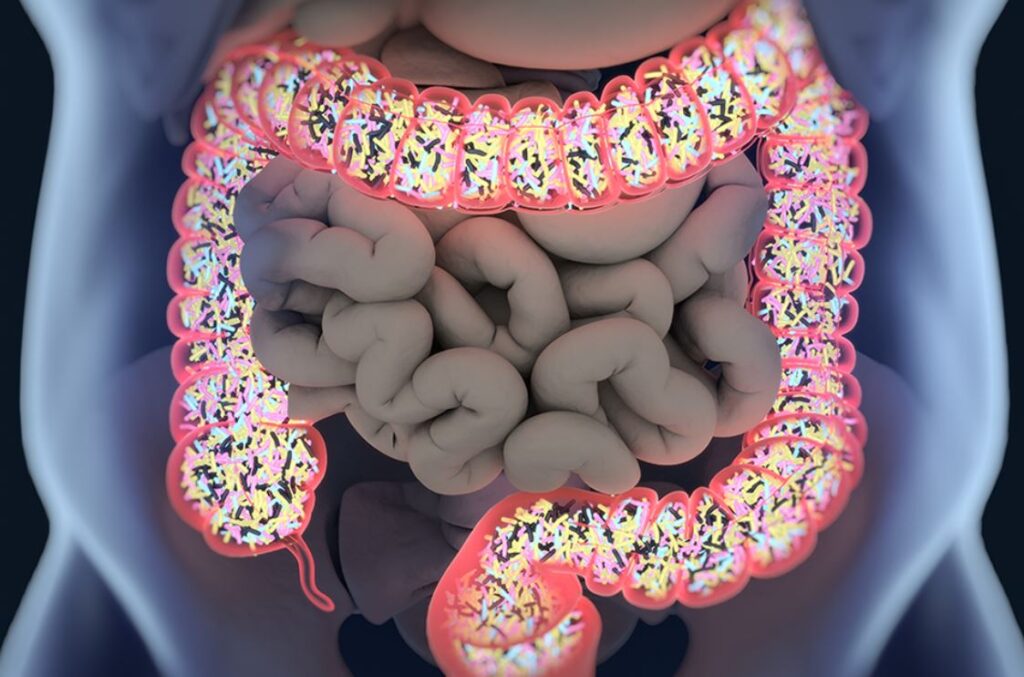 microbiota-intestinal
